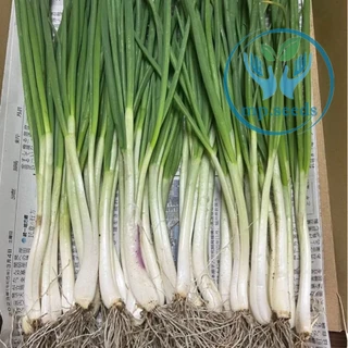 เมล็ดพันธุ์ต้นหอมแบ่ง หอมแบ่งก้านม่วง 800 - 1,200 เมล็ด