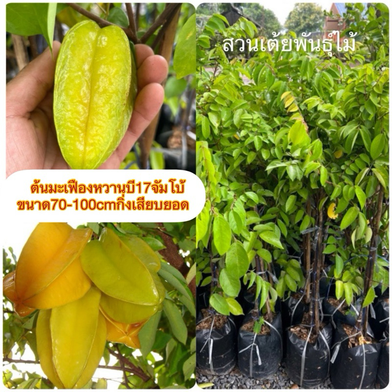 ต้นมะเฟืองหวานบี17 จัมโบ้❗️ชุดนี้กิ่งเสียบยอดขนาด20-40cm ขนาดตามที่แจ้ง ลูกใหญ่3-5ลูกโลผลดกตลอดปี สายพันธุ์แท้
