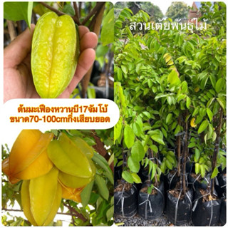 ต้นมะเฟืองหวานบี17 จัมโบ้❗️ชุดนี้กิ่งเสียบยอดขนาด20-40cm ขนา…