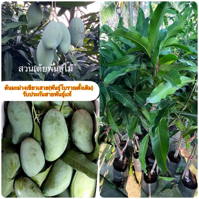ต้นมะม่วงเขียวเสวยกิ่งทาบขนาด80-100cm💥พันธุ์โบราณดั้งเดิมเนื้อละเอียด หอม รับประกันพันธุ์จากสวนโดยตรงขนาด1เมตรเป็นพุ่ม