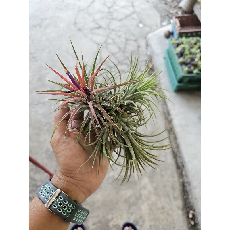 ทิลแลนเซีย กอใหญ่ๆแบ่งได้3หน่อ(สัปปะรดอากาศ)