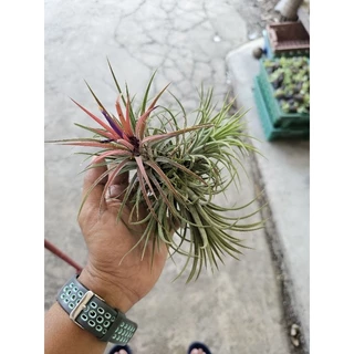 ทิลแลนเซีย กอใหญ่ๆแบ่งได้3หน่อ(สัปปะรดอากาศ)