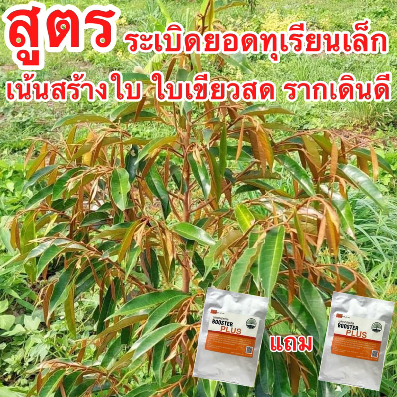 [ใช้โค้ดลดวีดีโอ] อาหารเสริมทุเรียนเล็ก สูตรระเบิดยอด เน้นสร้างใบ รากเดินดี