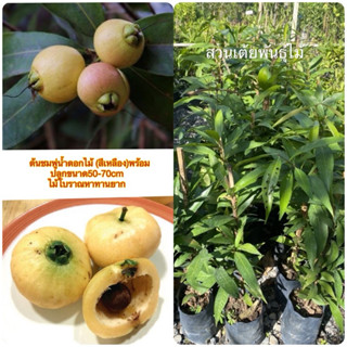 ต้นชมพู่นํ้าดอกไม้❗️มีให้เลือก2แบบ❗️ไม้โบราณหาทานยาก