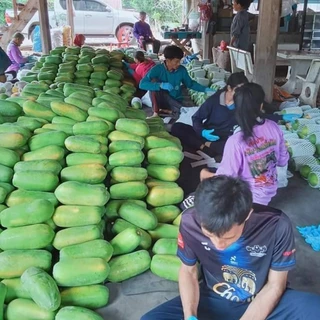 เมล็ดพันธุ์มะละกอฮอลแลนด์ เนื้อหนา รสหวาน เปลือกหนาทนทานต่อโรค เป็นที่นิยมอย่างแพร่หลาย