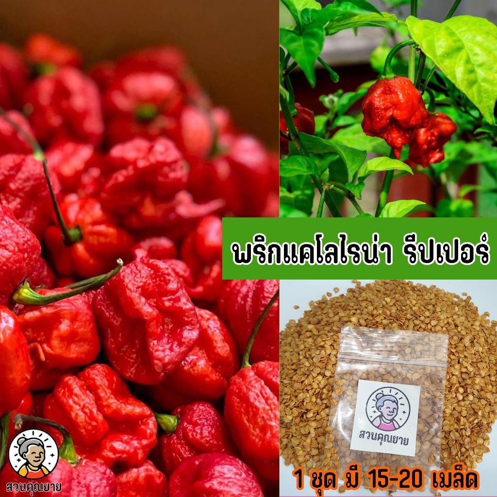 เมล็ดพริกแคโรไลน่า รีปเปอร์ พริกที่เผ็ดที่สุดในโลก จากกินเนสส์ เวิลด์ เรคคอร์ดส์ ในปี 2013