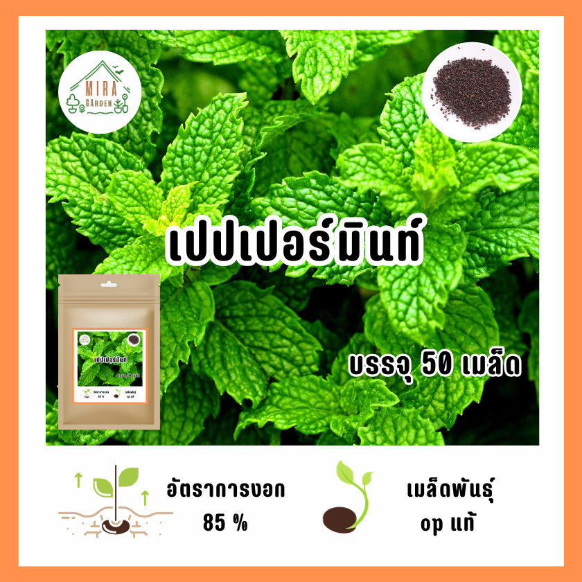 เมล็ดพันธุ์ เปปเปอร์มิ้นท์ บรรจุ 50 เมล็ด