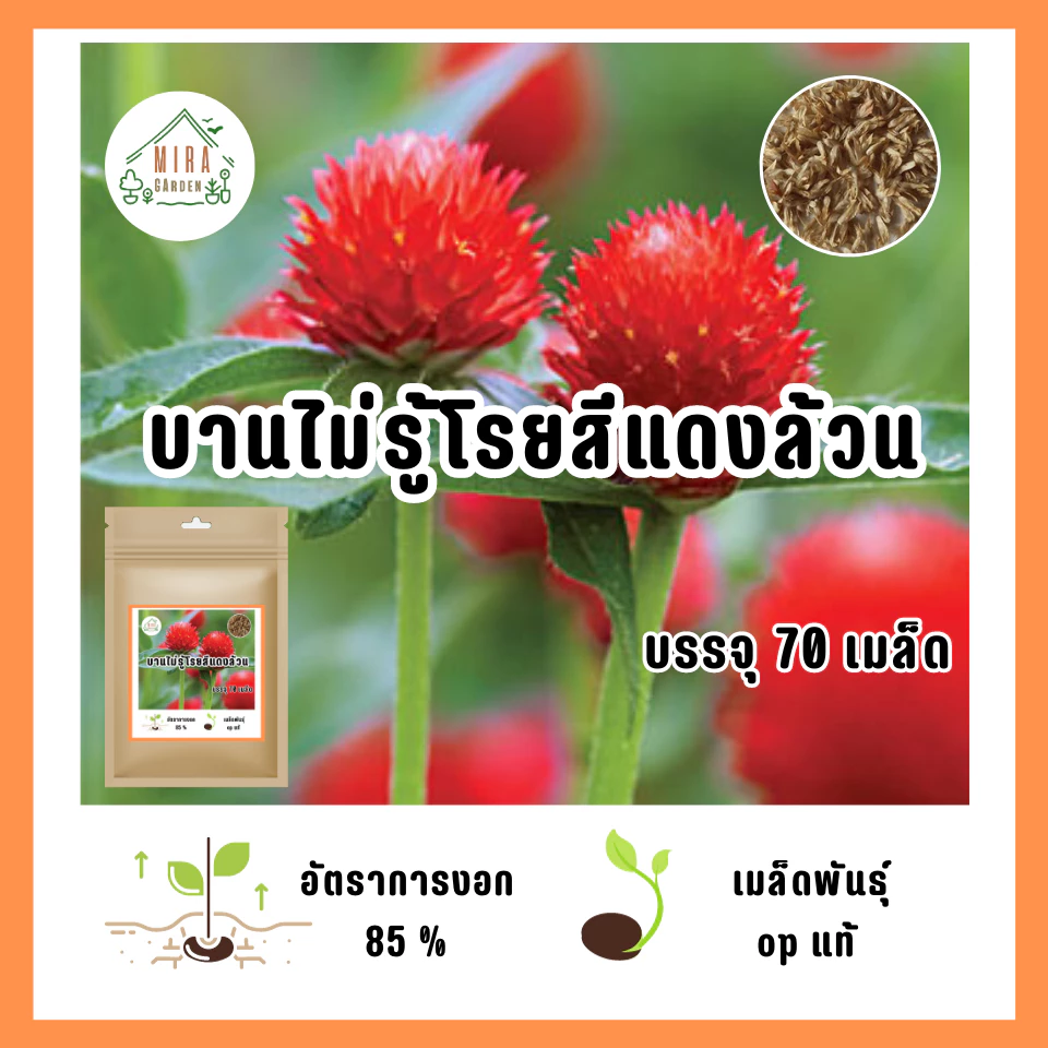 เมล็ดพันธุ์ ดอกบานไม่รู้โรยสีแดง บรรจุ 70 เมล็ด