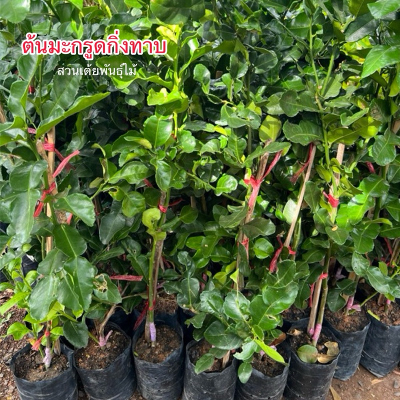 ต้นมะกรูดเสียบรากส้มโอจะแข็ง กิ่งพร้อมปลูกได้เลยพันธุ์ใบใหญ่. มีลูกเก็บ(60-80cm)