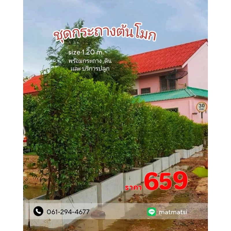 กระถางปูนต้นโมกข์สูง 1.20 ม.กระถางดินพร้อมต้นโมก กระถางปูนซีเมน ตกแต่งบ้าน ตกแต่งสวน ต้นไม้ประดับสวน
