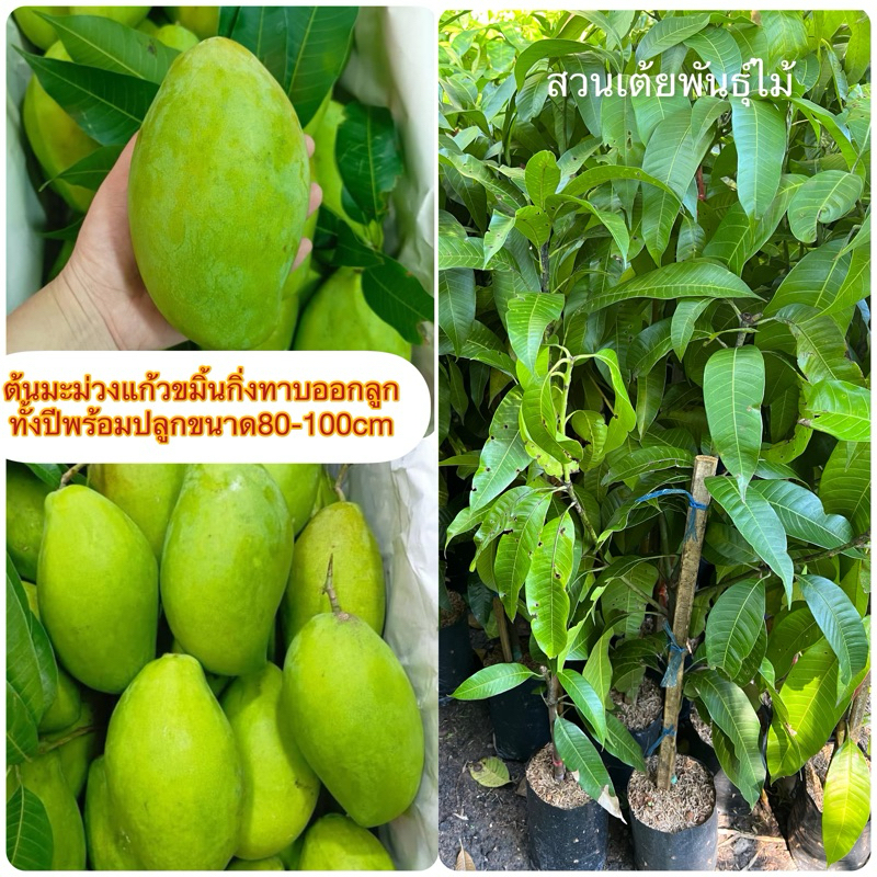 ต้นมะม่วงแก้วขมิ้นกิ่งทาบออกลูกทั้งปีพร้อมปลูกขนาด80-100cm