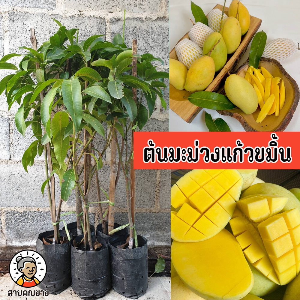 ต้นมะม่วงแก้วขมิ้น ขนาด 65-100 ซม.ลักษณะคล้ายมะม่วงแก้วของไทย แต่ลูกใหญ่กว่า ทานได้ทั้งผลดิบและสุก