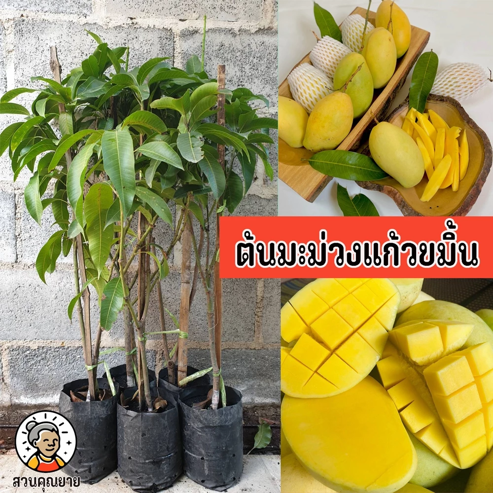 ต้นมะม่วงแก้วขมิ้น ขนาด 65-100 ซม.ลักษณะคล้ายมะม่วงแก้วของไทย แต่ลูกใหญ่กว่า ทานได้ทั้งผลดิบและสุก