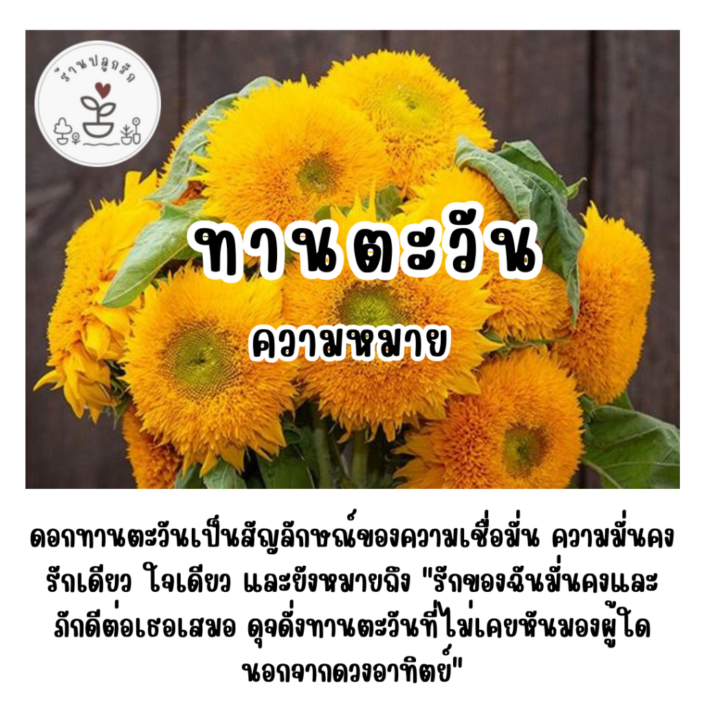 LXG : เมล็ดพันธุ์ ดอกทานตะวันเท็ดดี้แบร์ (Teddy Bear Sunflower) 50 เมล็ด ทานตะวัน ปลูกง่าย โตเร็ว เมล็ดแท้อัตราการงอกสูง - รูปที่ 2