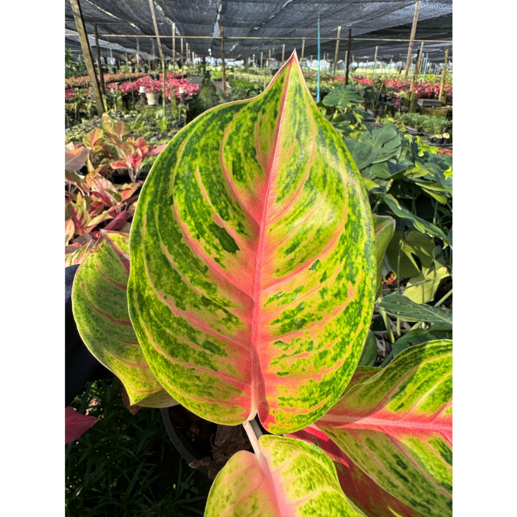 มุมมอง 3