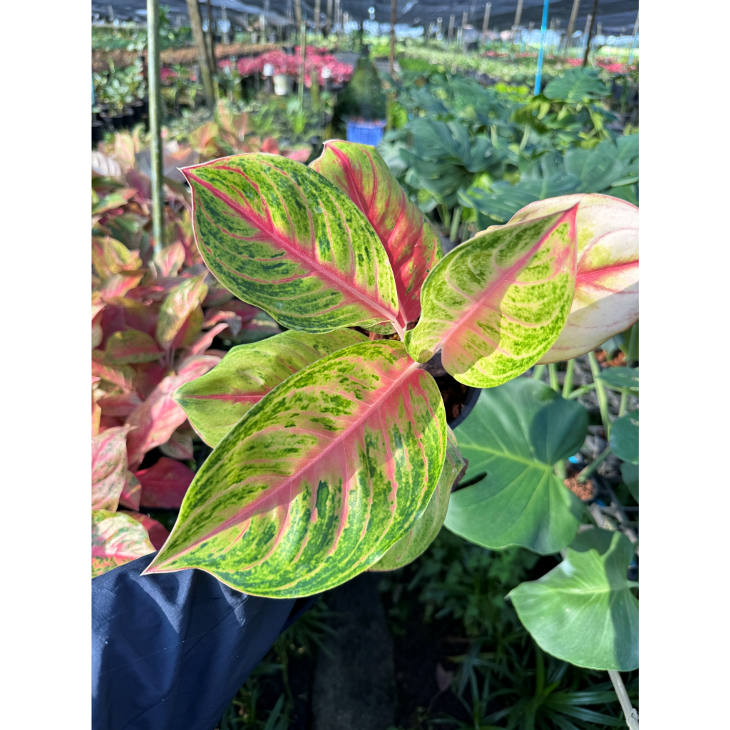 มุมมอง 2