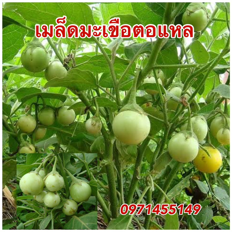เมล็ดมะเขือตอแหล ปลูกง่าย ดก กรอบทานอร่อย