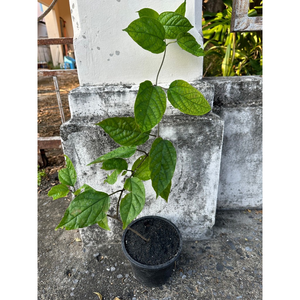 ต้นมังกรคาบแก้ว  (มีสีขาวและสีแดง/ใบด่าง) ร้านต้นไม้บ้านเพื่อน