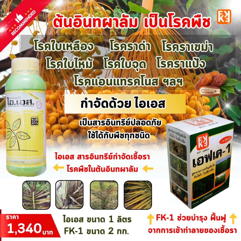 ต้นอินทผาลัม ใบจุด ใบเหลือง ใบไหม้ รากเน่า ราต่างๆฯลฯ สร้างความเสียหายได้มาก จัดการด้วย ไอเอส และเร่งฟื้นฟูด้วยปุ๋ย FK-1