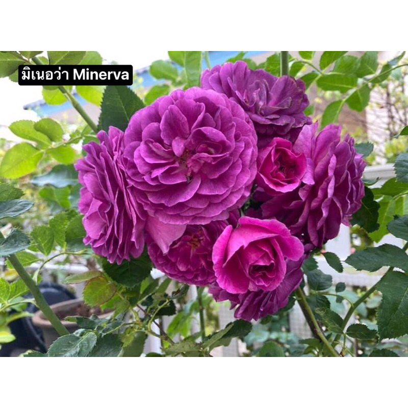 กุหลาบ-มิเนอว่า Minerva ดอกเป็นช่อ หอมแรง