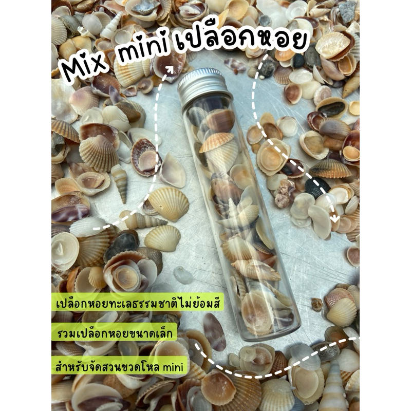 Mix mini เปลือกหอย Kaset Ban Gie