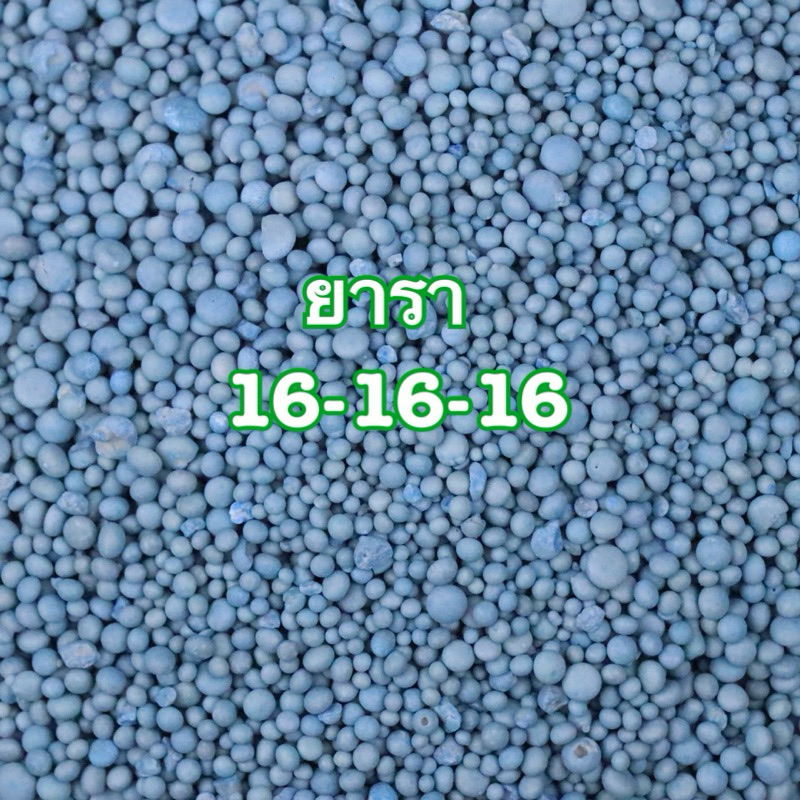 ปุ๋ยยารามีร่า 16-16-16 ปุ๋ย เร่งใบ เร่งดอก เร่งแตกยอด ปุ๋ยสูตรเสมอ