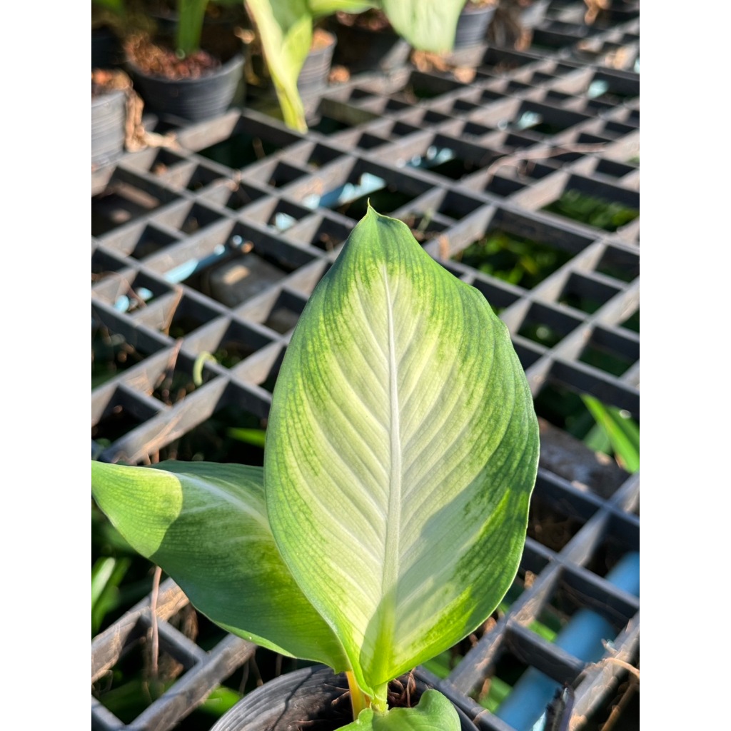 มุมมอง 2