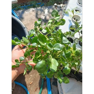 เมล็ดพัน​ธุ์​ วอเตอร์​เครส​แท้​ สลัดน้ำ​ 100-200 เมล็ด​ watercress