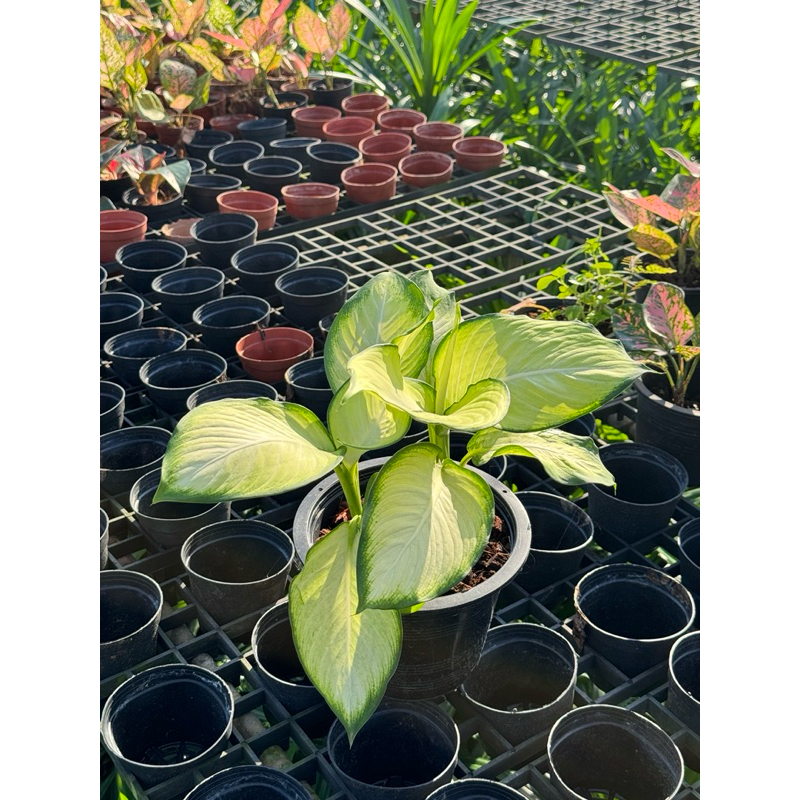 มุมมอง 6