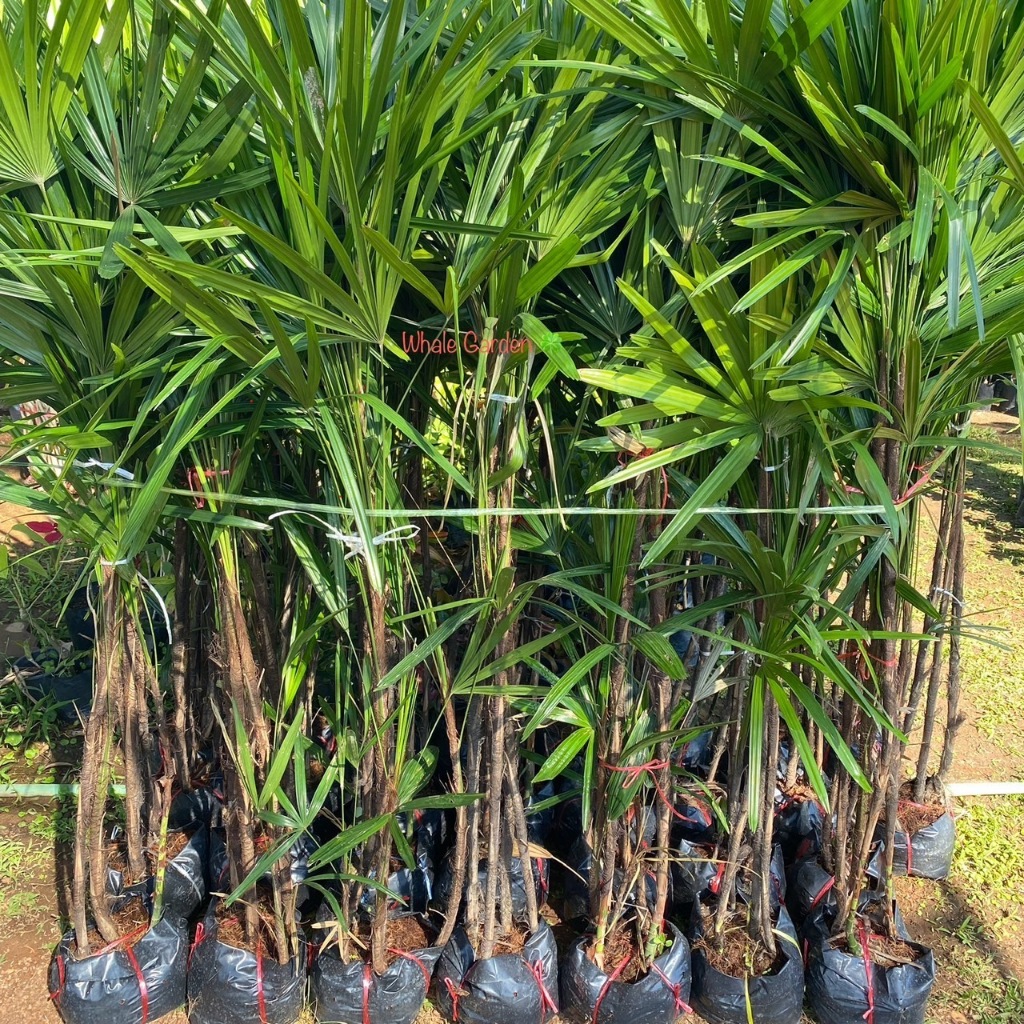 ต้นจั๋ง จั๋ง (Lady palm) สูง1เมตร จั๋งเชียงใหม่ กอละ3-4ต้น ไม้ฟอกอากาศยอดนิยม ปลูกในห้องได้ (รับประกันสินค้า)