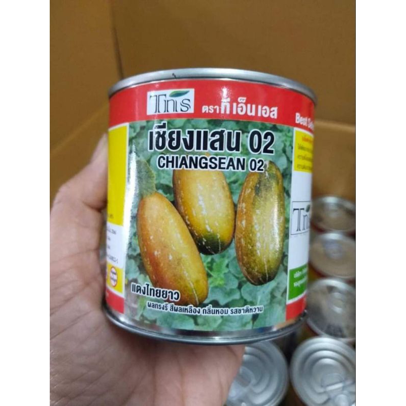 แตงไทยเชียงแสน #แตงไทยยาว #แตงไทย
