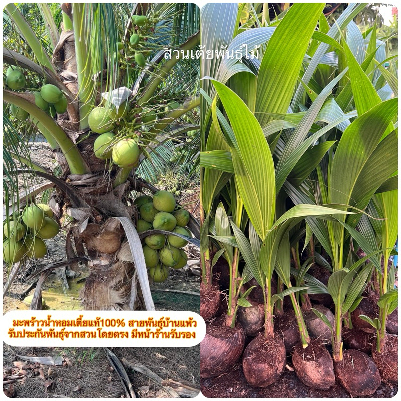 มะพร้าวนํ้าหอมเตี้ยแท้100% สายพันธุ์บ้านแพ้ว🌴ต้นขนาด15-20cm รับประกันพันธุ์จากสวนโดยตรง มีหน้าร้านรับรอง☘️