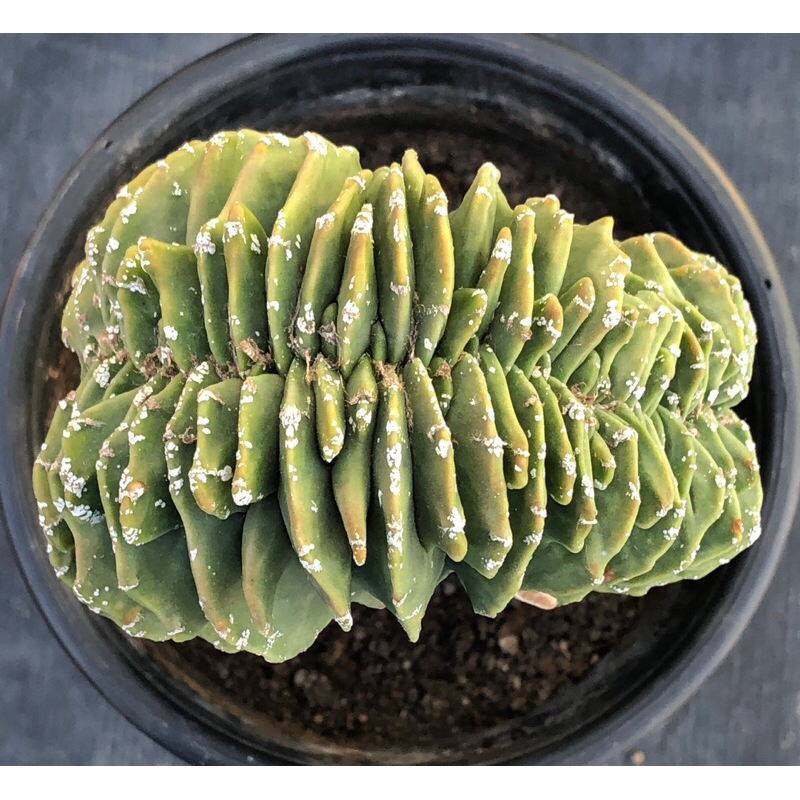 [พร้อมส่ง]🌵 แคคตัส มาริโอคริส Astrophytum myriostigma cristata cactus ไม้กราฟ จำนวน 1 ต้น