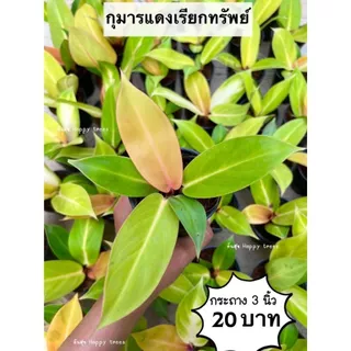 ต้นกุมารแดงเรียกทรัพย์ จัดส่ง 2 ต้นขึ้นไป คละแบบได้