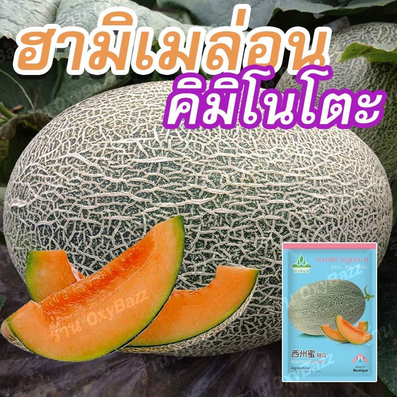 เมล็ดพันธุ์ฮามิเมล่อนคิมิโนโตะ เมล็ดเมล่อนไข่มังกร 50 เมล็ด เมล็ดแตงทิเบต เมล็ดแตงฮามิกัว