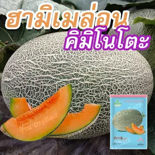 เมล็ดพันธุ์ฮามิเมล่อนคิมิโนโตะ เมล็ดเมล่อนไข่มังกร 50 เมล็ด เมล็ดแตงทิเบต เมล็ดแตงฮามิกัว