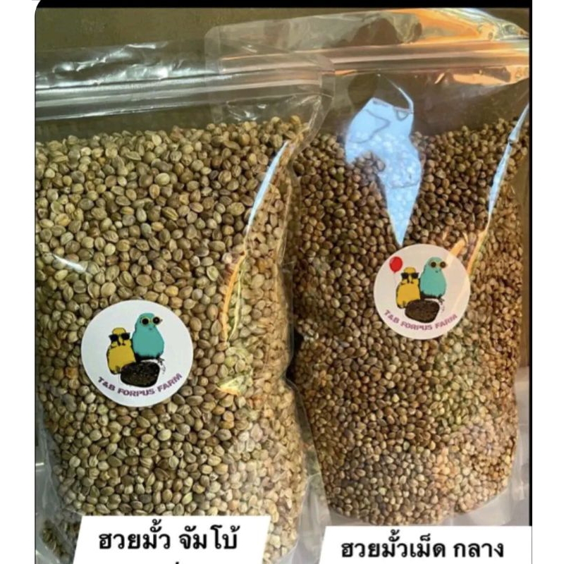 เมล็ดฮวยมั้วขนาดจัมโบ้,ขนาดกลาง แบ่งขาย เมล็ดสวยเกรดA แบ่งขาย500กรัม 1กิโลกรัม