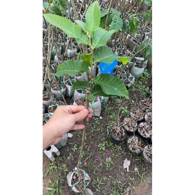 ต้นเกาลัดจีน ต้นนเสียบยอด 2 ปี นำเข้าจากจีน - รูปที่ 3