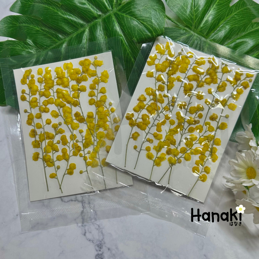 【พร้อมส่งจาก】 ดอกมิโมซ่า 💐 Mimosa  ดอกไม้จริงทับแห้ง ดอกไม้ทับแห้ง Pressed Flowers💐