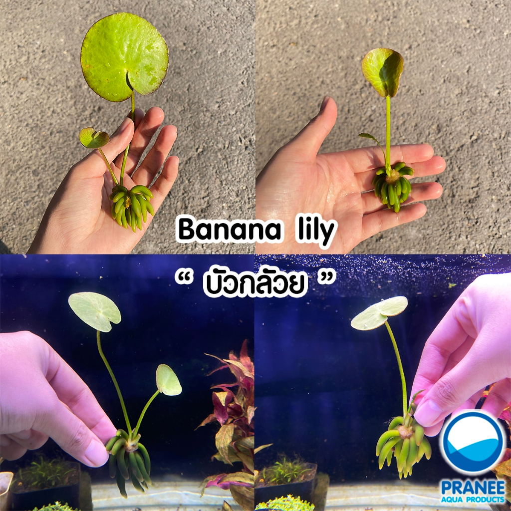 บัวกล้วย Banana lily พืชน้ำ ต้นไม้น้ำพร้อมปลูก