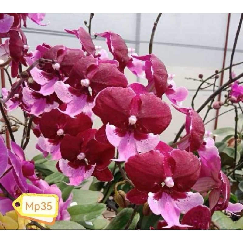 ฟาแลนนอปซิส (Phalaenopsis)