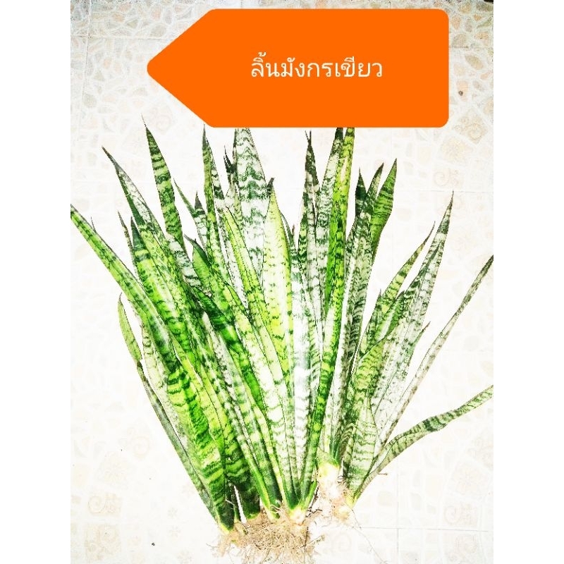 ลิ้นมังกรเขียว (5แถม2  )