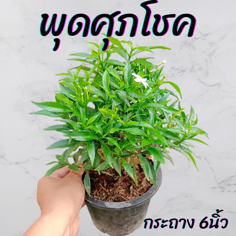 ต้นพุดศุภโชค ไม้ทนแดด ดอกขาว กระถาง6นิ้ว