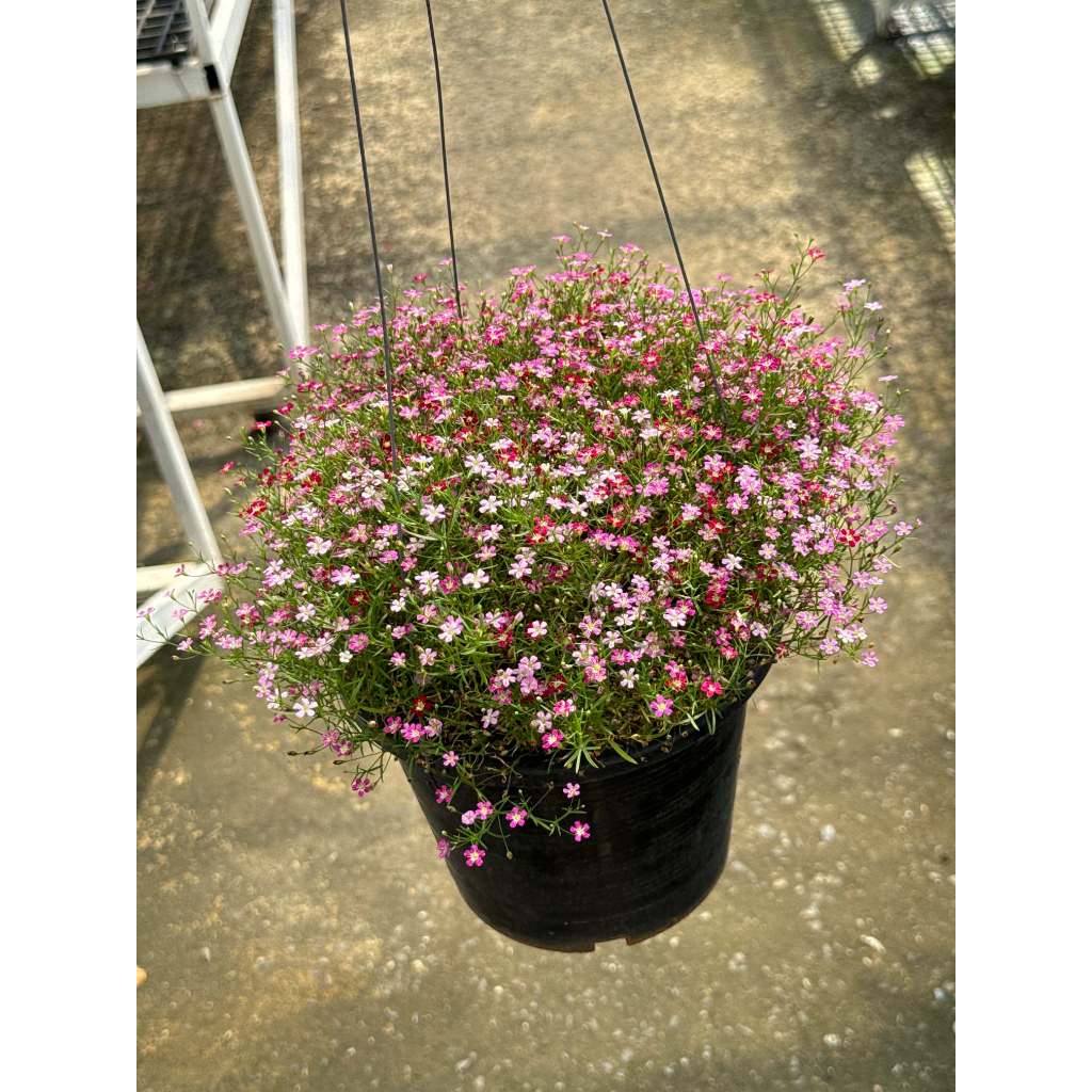 มุมมอง 5