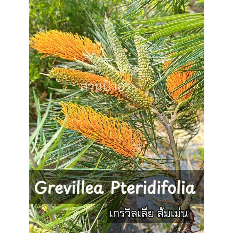 ขายกิ่งพันธุ์สนเกรวิลเลีย ส้มเม่น "Grevillea pteridifolia"กิ่งทาบ ความสูง50-70cm.พร้อมออกดอก