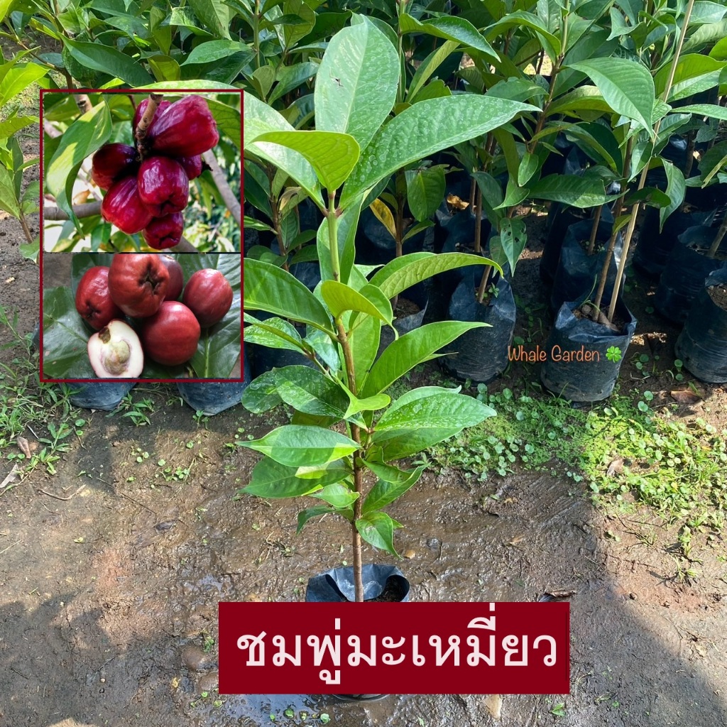 ต้นชมพู่มะเหมี่ยว ชมพู่มะเหมี่ยว (Malay apple) ถ่ายจากสินค้าจริง ไม้ยืนต้น ให้ผลเร็ว (รับประกัน สินค้า)