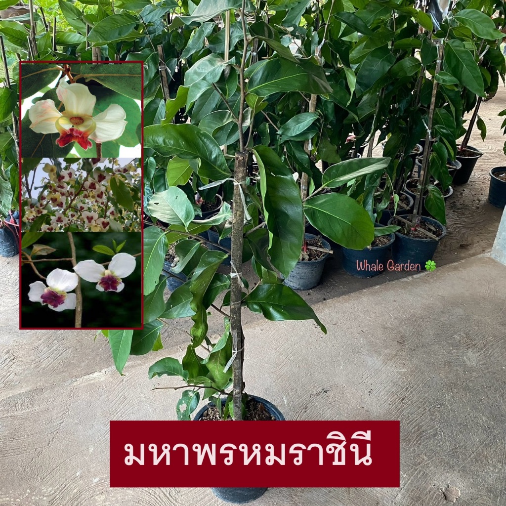 มหาพรหมราชินี ต้นมหาพรหมราชินี (Mahaphrom Rachini) ** เลือกได้ทั้งแบบกระถางเเละถุงดำ ถ่ายจากสินค้าจริง (รับประกันสินค้า)