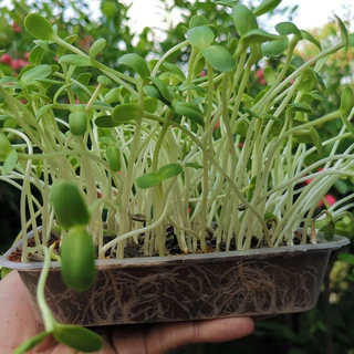 เมล็ดต้นอ่อนไมโครกรีน (Microgreen) 40 กรัม ทานตะวัน ผักบุ้งเรียวไผ่ ไควาเระ โตเหมี่ยว คะน้า