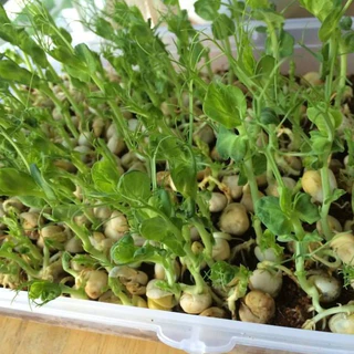 เมล็ดต้นอ่อนไมโครกรีน (Microgreen) 40 กรัม ทานตะวัน ผักบุ้งเรียวไผ่ ไควาเระ โตเหมี่ยว คะน้า
