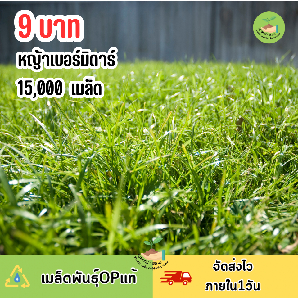 หญ้า เบอร์มิวด้า 15,000 เมล็ด